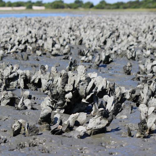 oyster reef at extremely low tide