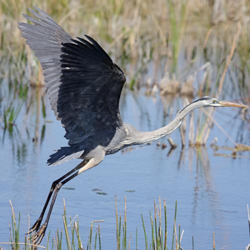 great blue heron