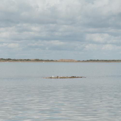 Texas oyster reef