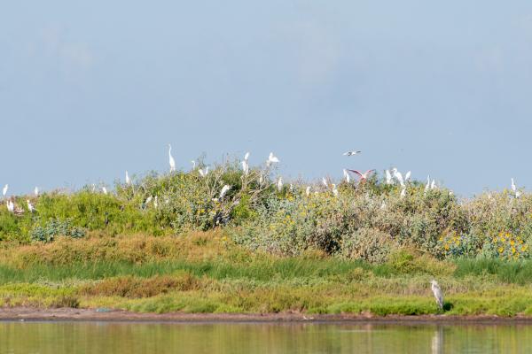 Rookery Island