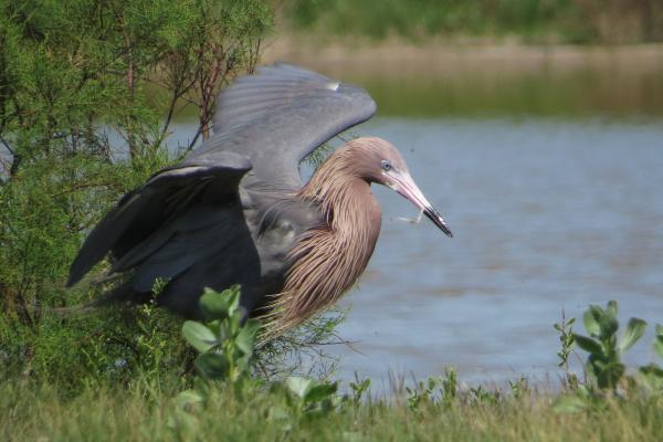 Reddish Egret
