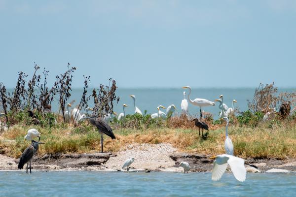 Texas rookery island