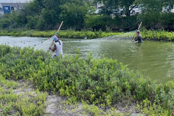 Researchers seining tidal inlet