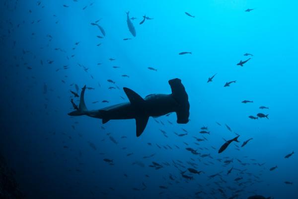hammerhead shark swimming from below