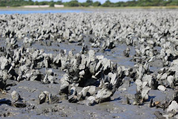 oyster reef at extremely low tide