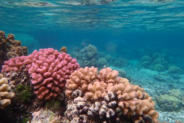 Corals in Tahiti